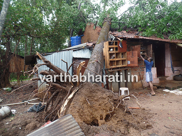 ಭಟ್ಕಳ: ಬಿರುಸುಗೊಂಡ ಮಳೆ-  ಮನೆ ಮೇಲೆ ಉರುಳಿದ ಮರ, ಅಪಾರ ಹಾನಿ